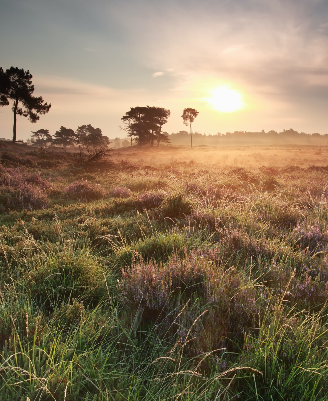 Coaching en therapie vanuit de natuur